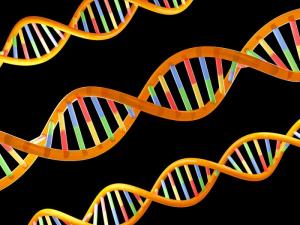 Double Helix DNA