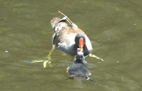 Moorhen feeding chick on Leeds Liverpool Canal copyright Ian Birch